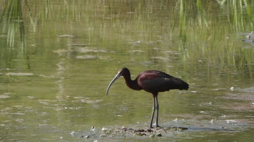 Iridescent russet White-faced Ibis bird in profile in shallow wetland