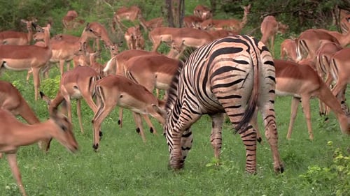 Medium view of a tightly knit group of impala adults and young standing together with a zebra grazin