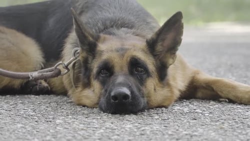 German Shepherd Dog Lying Down