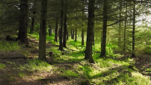 Summer Forest at Sunrise the Sun's Rays Break Through the Dense Crowns of Trees Old Beautiful