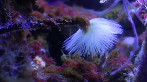 Side view of a sea feather duster moving in the water. Spirographis spallanzani.