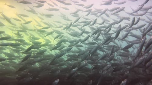 Bait ball : school of fish in turquoise water of Pacific ocean in Hawaii, Big island. Diving in worl