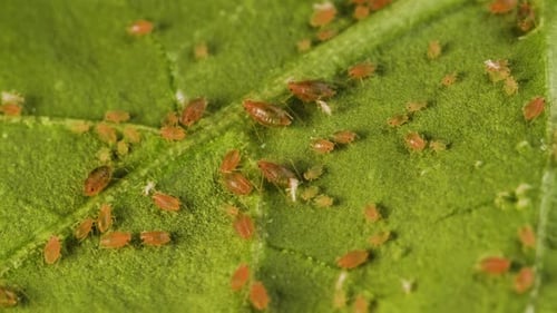 Feuille infestée de pucerons à différents stades biologiques. Stars de nymphes, d'adultes et de cuticules repoussées