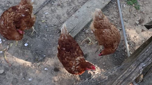 Many red chickens on a summer day in the village