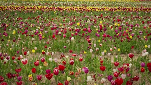 A Field of Blooming Colorful Tulips