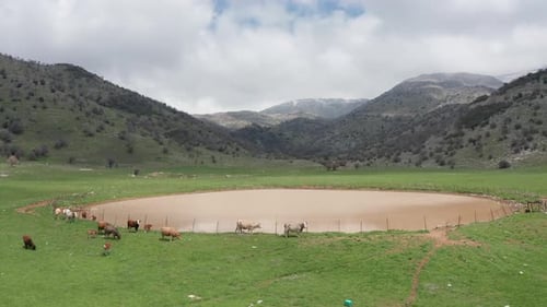 Du bétail se détend au bord d'une petite source d'eau naturelle, se dirigeant vers une vallée verdoyante