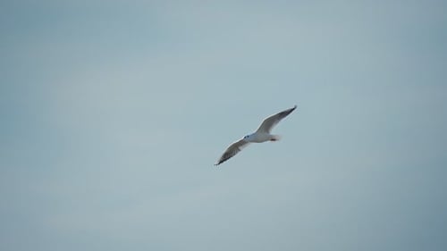Möwe