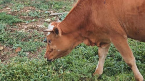 Cow Grazing in Green Pasture on Rural Farm