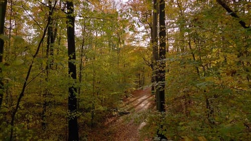Autumn forest on a sunny day