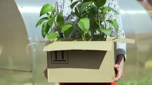 Woman Holding Seedlings in Front of Greenhouse