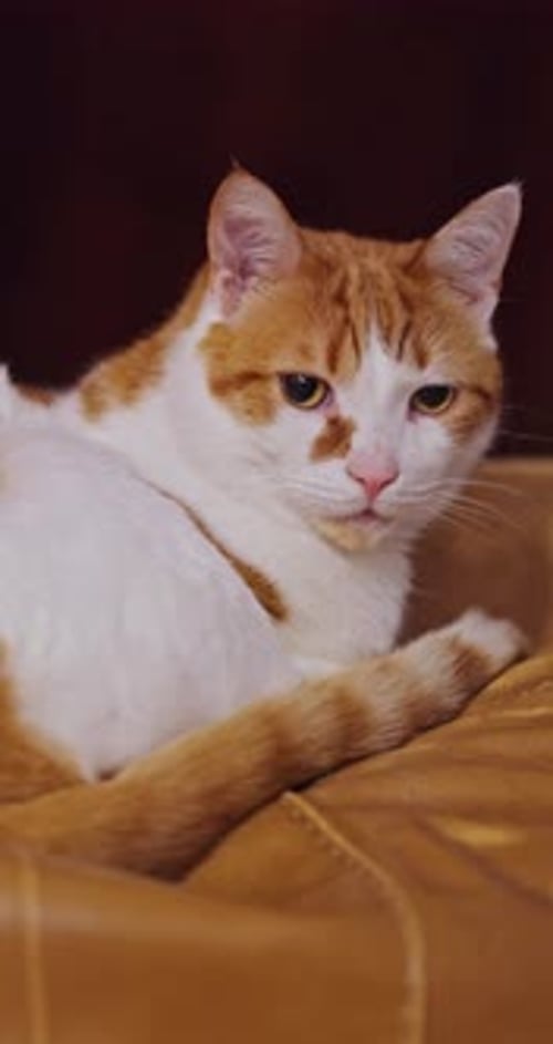 Ginger and white cat turns to camera and slow blinks with love – affectionate feline close-up