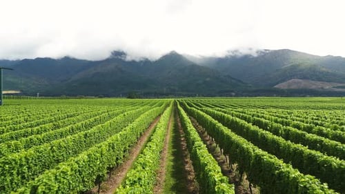 Vue aérienne des champs de vin néo-zélandais : un drone survole la cave pour contrôler et vérifier le cépage