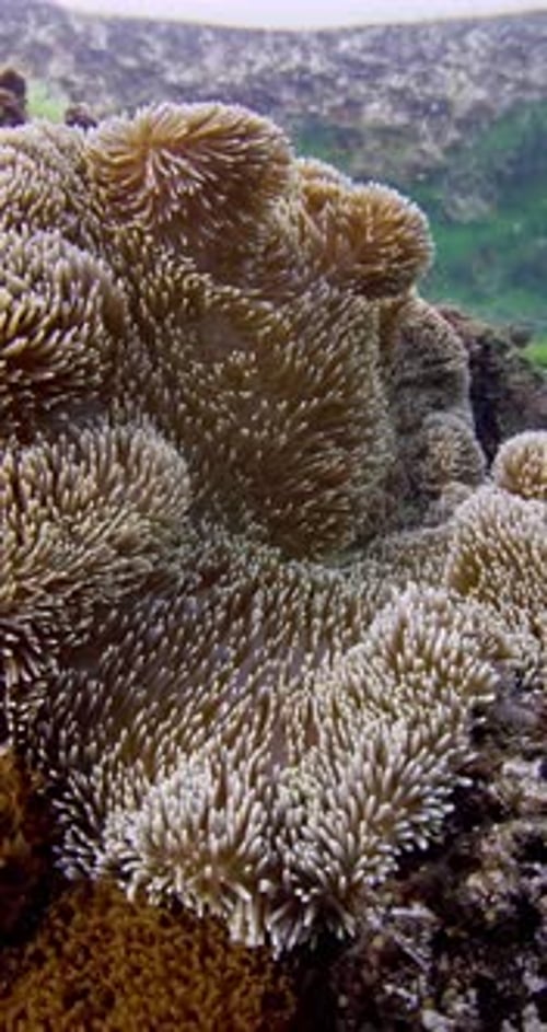 Underwater Ocean Scene with Shrimp Anemone and Clown Fish Close Up