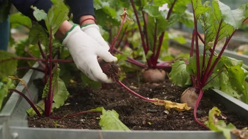 Worker is Uprooting Ripe Beetroots Hand of Person Harvesting Beets in Farmers Garden Agriculture