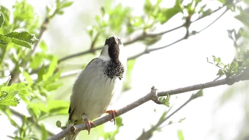 Clip eines niedlichen Spatzenvogels auf einem Ast eines Baumes