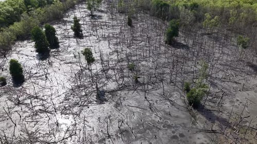 Aerial View of Mangrove Forest with Dead Trees