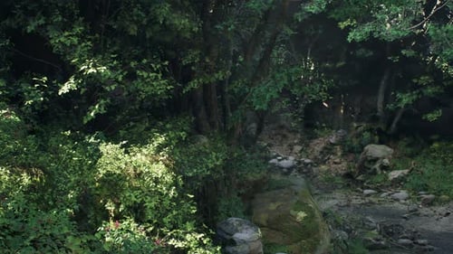 Lush Green Forest Path Walkthrough Animation