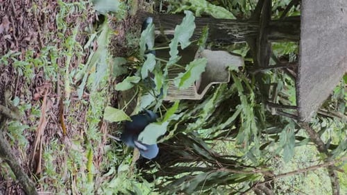 Victoria Crowned Pigeon is Pecking and Trying to Catch Up with Another Bird