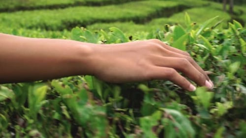 a hand gently stroking leaves from a tea plantation in slow motion