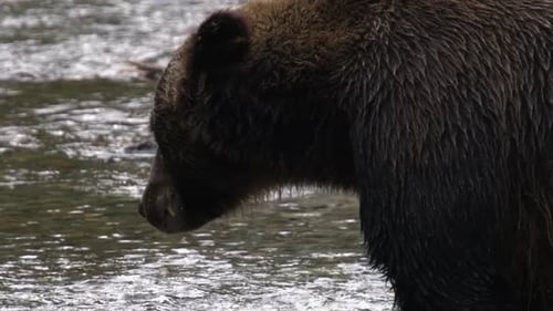 Brown Bear in Stream with Wildlife