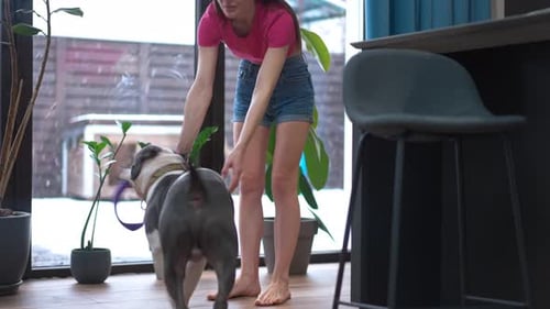 Woman Playing with Her Pitbull Dog at Home