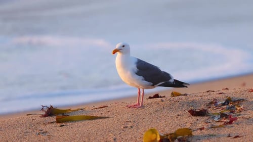 Gaviota en una playa de arena al atardecer