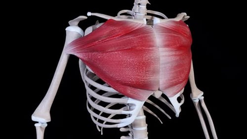 3D Animated Pectoral Muscles and Rib Cage Anatomy