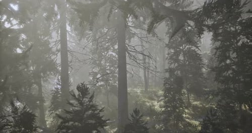 Misty Forest Landscape Captured During Early Morning Light in a Serene Location