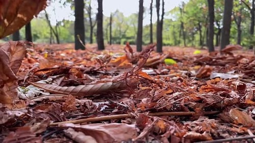 Fallen Leaves Cover Forest Floor in Autumn
