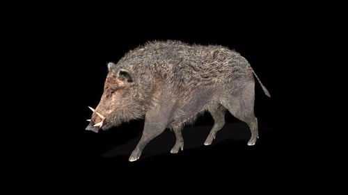 Realistic 3D Animated Wild Boar Walking with Alpha Channel