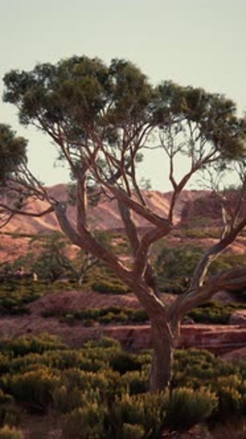 Tree Standing in Field With Background Mountains
