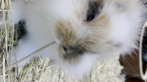 Close Up of Adorable Rabbit Nibbling Straw