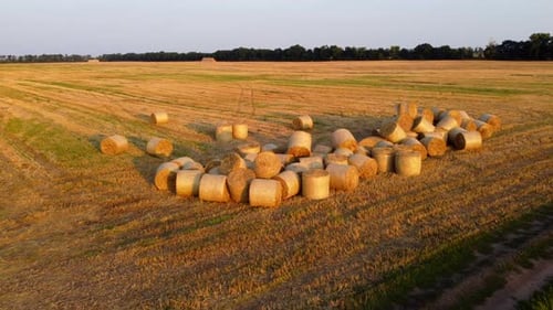 Many Bales of Wheat Straw Rolls on Wheat Field After Wheat Harvest Sunset Dawn
