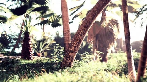 Palm Tree in the Palm Garden with Beautiful Palm Leaves