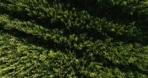 Lush green canopy from above in Dardanelle, Arkansas, dense forest texture, aerial view