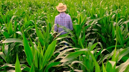 Farmer in a Corn Field Selective Focus