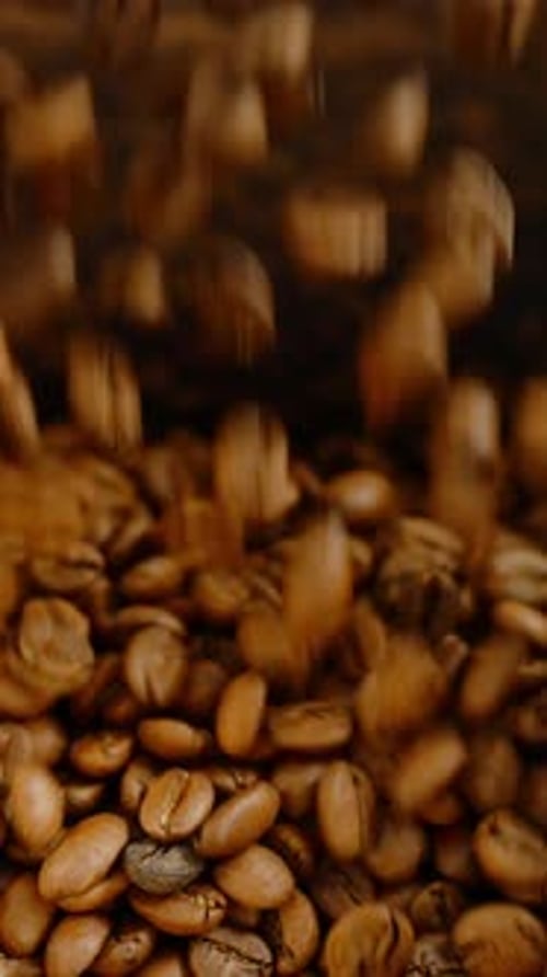 Coffee Beans are Being Promoted on an Industrial Conveyor