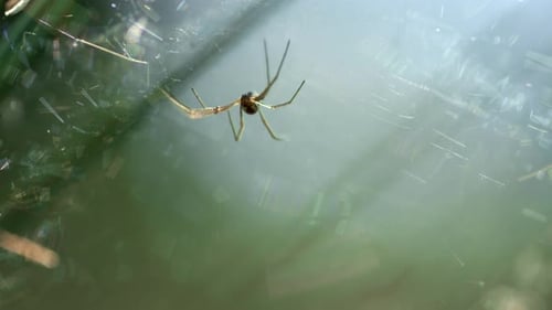 Small spider with long paws swaying on cobweb in summer field