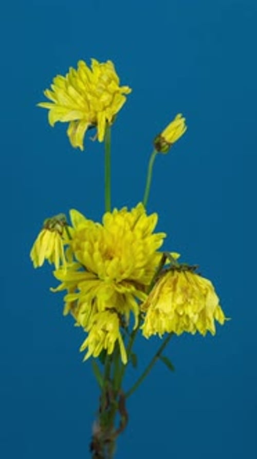 Yellow Chrysanthemum Time Lapse Showing Wilting Bloom