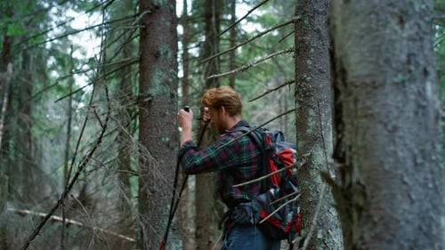 Redhead Man With Trekking Poles Hiking In Fairytale Forest. Male Tourist Walking In Green Woods. ...
