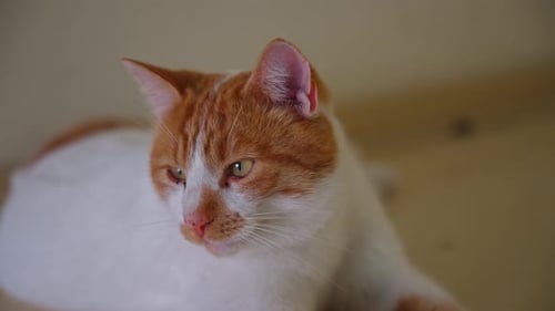 Close Up of Orange and White Cat Resting