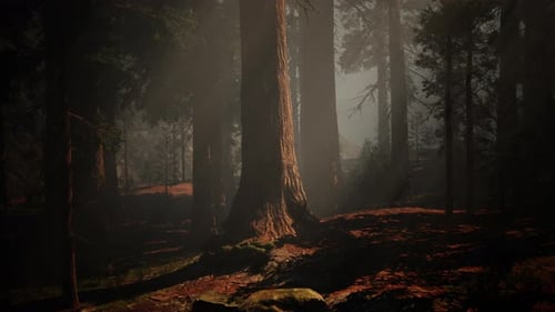 A Dense Forest with Towering Trees