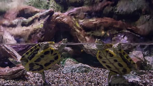 Schildkröte im Aquarium 2