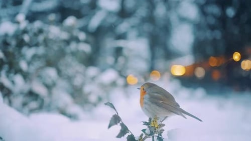 European Robin taking flight from perch with out of focus lights in background.
