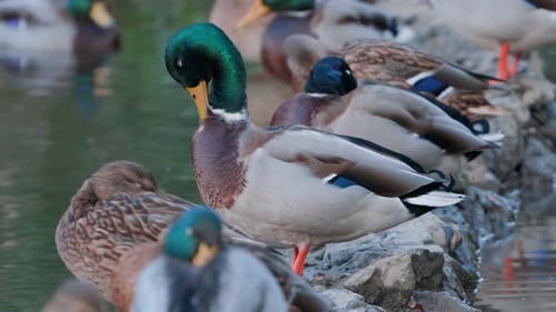 Mallard Ducks Resting by the Water