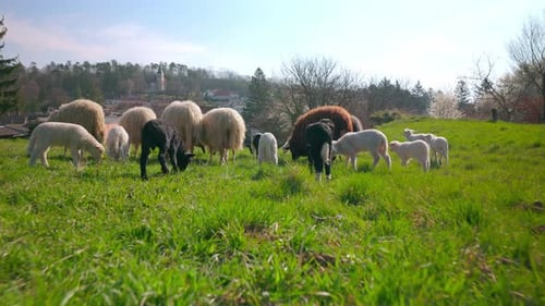 Sheep Grazing Peacefully in a Green Meadow