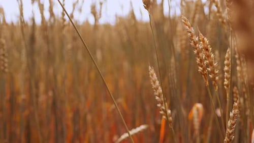 Golden wheat stalks swaying on the wind in slowmotion on a sunny farm field