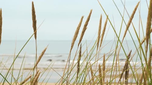 Pflanze Ammophila Arenaria: Ährchen wiegen sich im Wind vor dem Hintergrund des klaren Himmels und des Sandstrandes