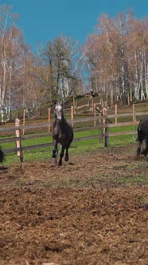 Strong Healthy Horses Run Along Field and Brown Runs Past Barrier