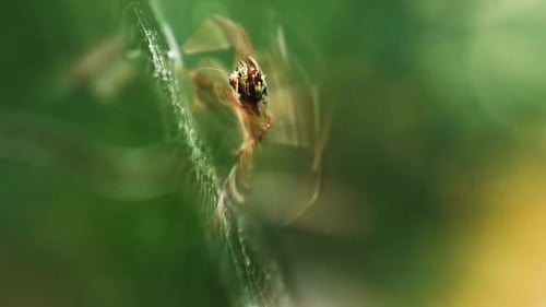 plan d'une araignée sur sa toile avec un corps à motifs, des pattes velues et des fils de soie sur fond flou
